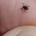 I find a tick inside my home, here’s what you need to know