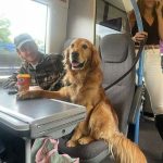 I TOOK THE TRAIN TO CLEAR MY HEAD—AND SAT ACROSS FROM A DOG WHO KNEW TOO MUCH
