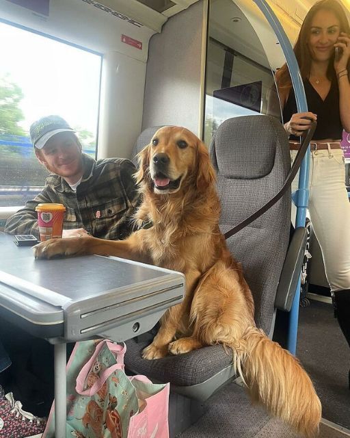 I TOOK THE TRAIN TO CLEAR MY HEAD—AND SAT ACROSS FROM A DOG WHO KNEW TOO MUCH