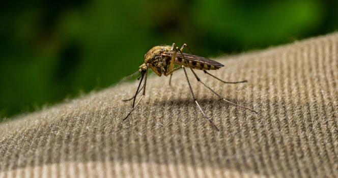 Doctors warn against viral hot spoon mosquito hack