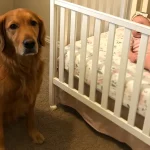We Nearly Gave Away Our Golden Retriever Because He Barked at the Nanny — But Then I Checked the Camera Footage and Was Stunned