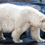 Polar bear attacks woman who jumped into enclosure at Berlin Zoo