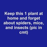 The Peppermint Plant: Nature’s Secret Weapon Against Pests Inside Your Home