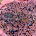 Farmer discovers strange eggs in his field – experts offer surprising explanation