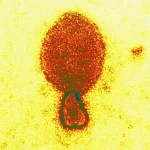 Scientists Warn of Newly Discovered Camp Hill Virus in US