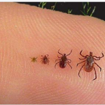 Full Guide On How To Spot, Treat And Get Rid Of Ticks In Your House