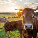Farmers finds his pasture empty, then stumbles upon all 32 of his cows dead in a pile