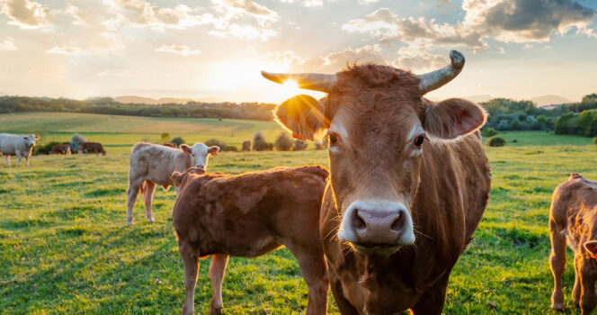 Farmers finds his pasture empty, then stumbles upon all 32 of his cows dead in a pile
