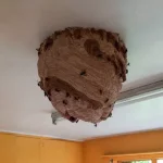 Large Asian Hornet nests found in abandoned house promoting fresh warnings