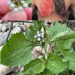 Ageratum conyzoides (Billygoat Weed): 15 Incredible Benefits and How to Use It