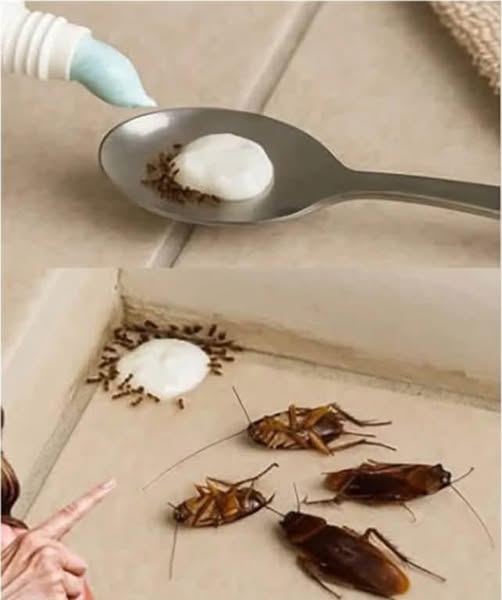 Put This in Your Home and Say Goodbye to Flies, Mosquitoes, and Cockroaches