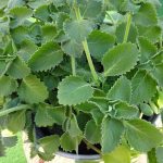 It’s amongst The Most Poweful Plants in the World