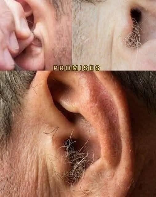Did you know that if your ear hairs grow, it is because your body is