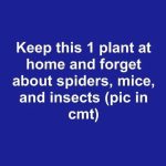 Put this in your house and you will never see flies, mosquitoes or cockroaches again