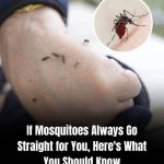 Why Mosquitos But Some People More Than Others