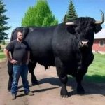 Farmer Spends $6,500 on Black Angus Bull