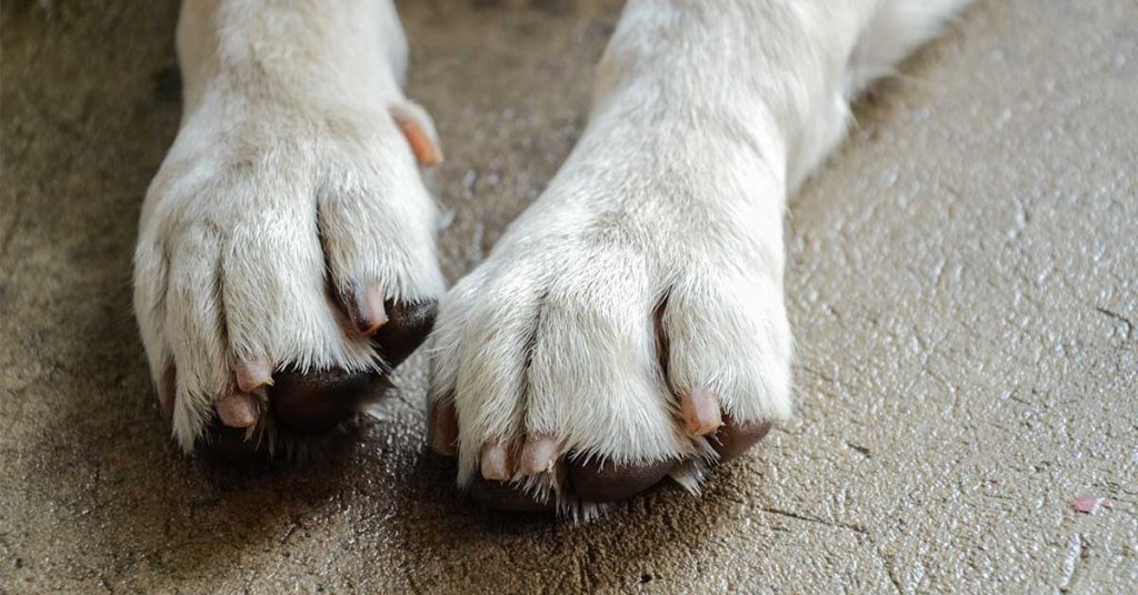 8 Heart-breaking Signs Your Dog May Be Nearing the End — And How to Comfort Them