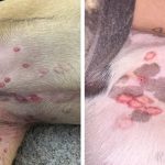 Vet reveals why red bites are appearing on dogs’ stomachs