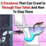 5 Creatures That Can Crawl In Through Your Toilet And How To Stop Them