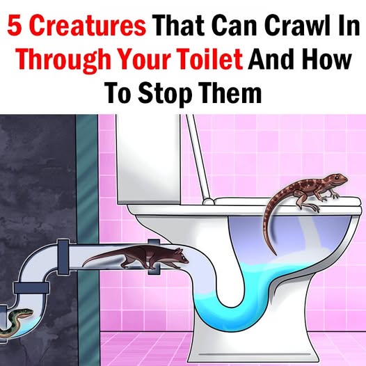 5 Creatures That Can Crawl In Through Your Toilet And How To Stop Them