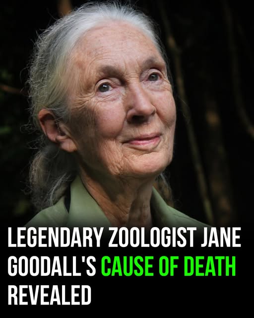 Legendary zoologist Jane Goodall’s cause of death revealed
