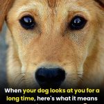 The Real Meaning When Your Dog Stares Into Your Eyes