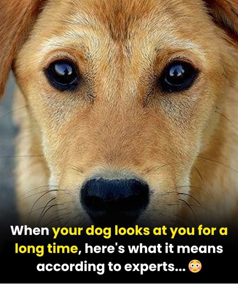 The Real Meaning When Your Dog Stares Into Your Eyes