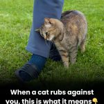 When a Cat Rubs Against You — What Should You Do?