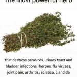 THE MOST POTENT HERB THAT DESTROYS PARASITES, URINARY TRACT