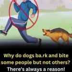 Why do dogs bark at some people but not others